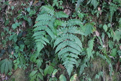 Athyrium opacum