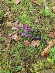 Crocus vernus