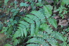 Athyrium opacum
