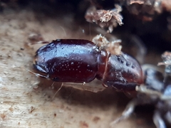 Raphidia
