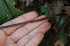 Athyrium opacum