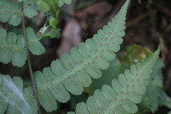 Athyrium opacum