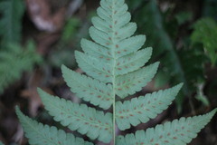 Athyrium opacum