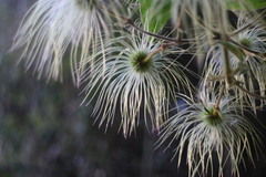 Clematis leschenaultiana