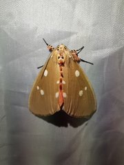 Tinolius eburneigutta