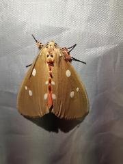 Tinolius eburneigutta