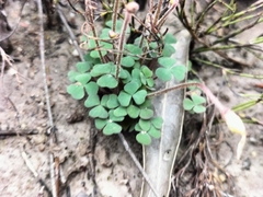 Oxalis punctata