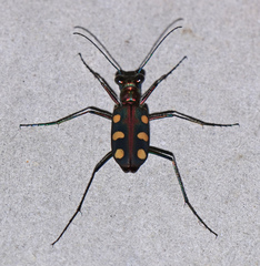 Cosmodela aurulenta aurulenta