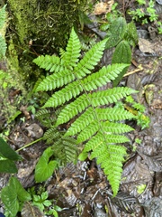Macrothelypteris torresiana