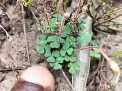 Oxalis punctata