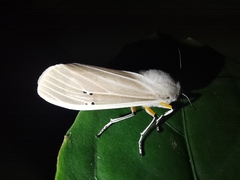 Creatonotos