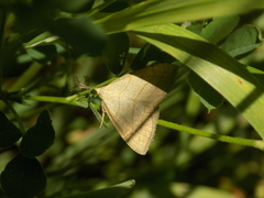 Polypogon tentacularia