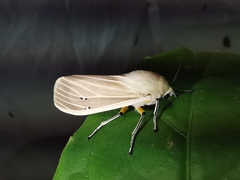 Creatonotos