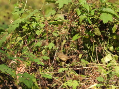 Phylloscopus schwarzi