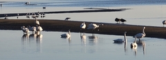 Cygnus columbianus