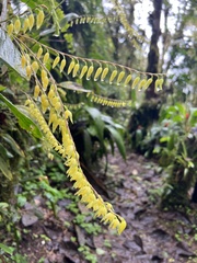 Pleurothallis restrepioides