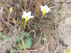Oxalis punctata