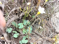 Oxalis punctata