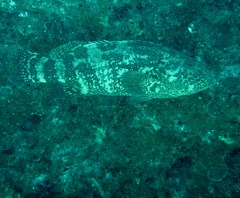 Epinephelus itajara