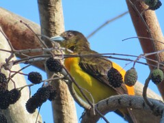 Ramphocelus flammigerus