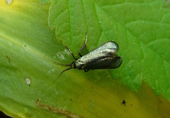 Adela reaumurella