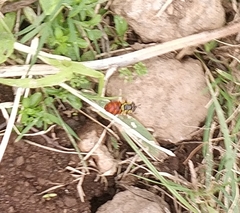 Chrysotoxum triarcuatum