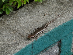 Trachylepis