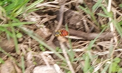 Chrysotoxum triarcuatum