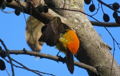 Ramphocelus flammigerus