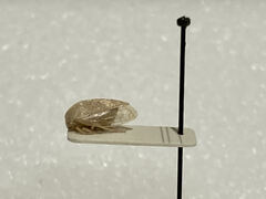 Atymna helena