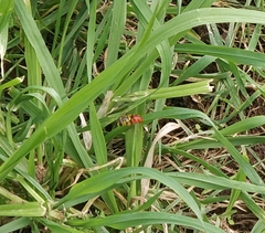 Chrysotoxum triarcuatum