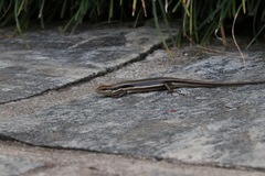 Trachylepis