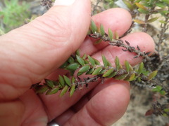 Crassula subulata