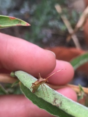 Creontiades rubrinervis