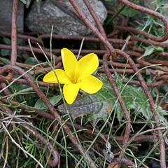 Linoideae