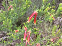 Erica discolor