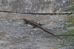Trachylepis