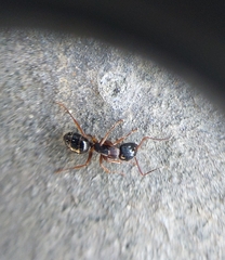 Camponotus fallax