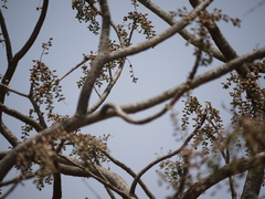 Lannea coromandelica