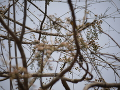 Lannea coromandelica