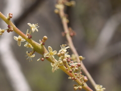 Lannea coromandelica