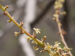 Lannea coromandelica
