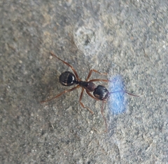 Camponotus fallax