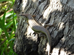 Trachylepis madagascariensis