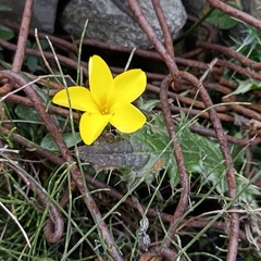 Linoideae