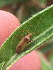 Creontiades rubrinervis