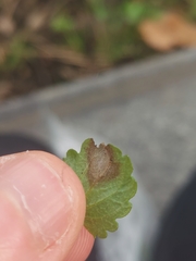 Ramularia glechomatis