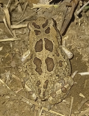 Sclerophrys garmani