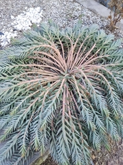 Euphorbia rigida