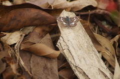 Burnsius orcynoides